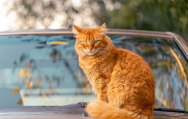 Cat sitting on a car