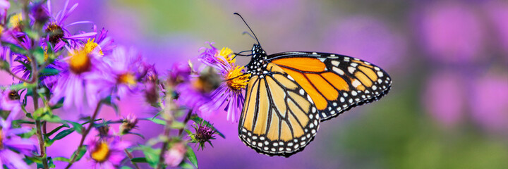 Monarch Butterfly On Purple Aster Flower In Summer Floral Background Female Monarch Butterflies In Autumn Blooming Asters Landscape Panoramic Banner Canvas Print Questions & Answers